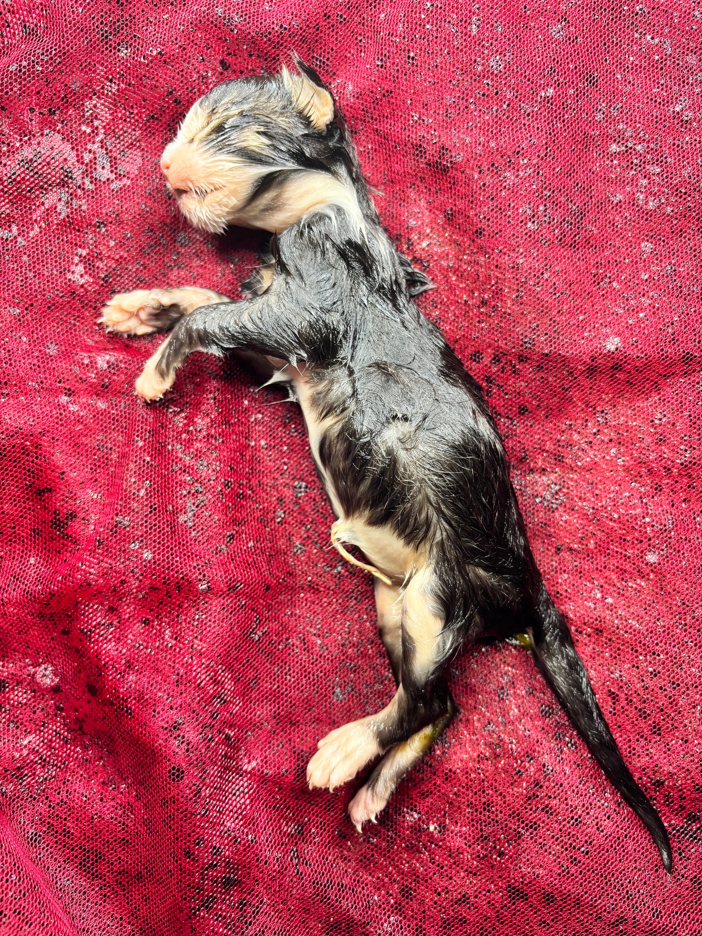 Baby calico kitten fully fixed wet specimen