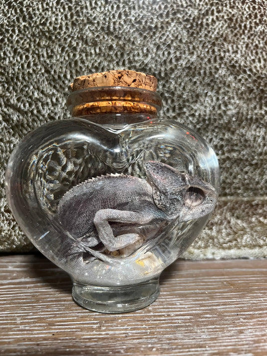 Veiled chameleon fully fixed wet specimen snow globe