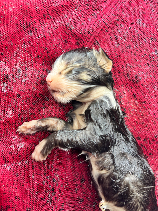 Baby calico kitten fully fixed wet specimen