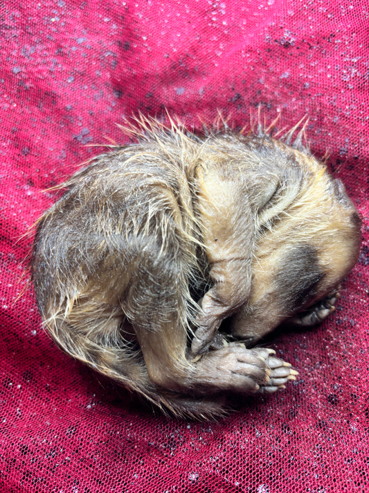 Newborn baby raccoon fully fixed wet specimen