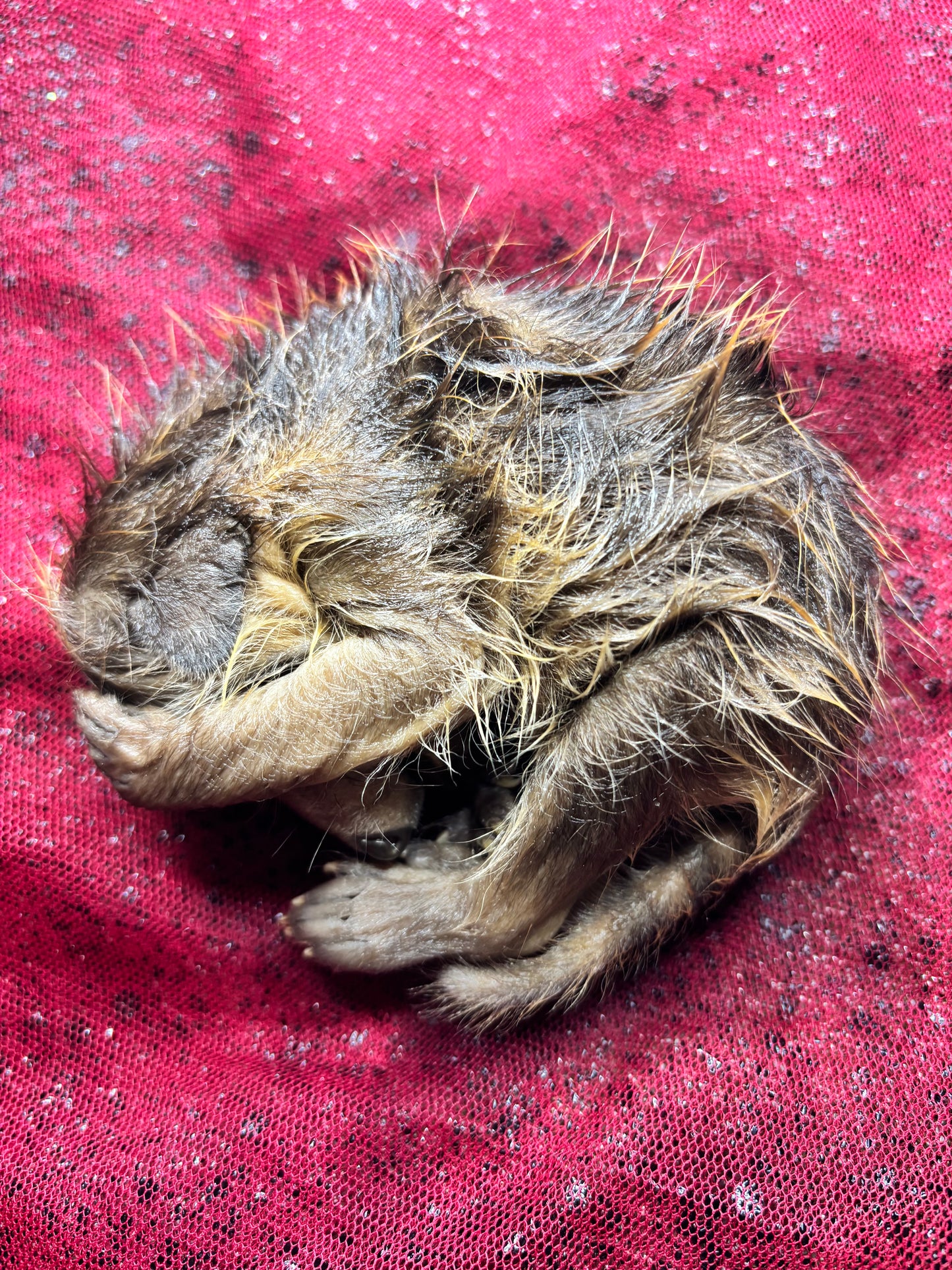 Newborn baby raccoon fully fixed wet specimen