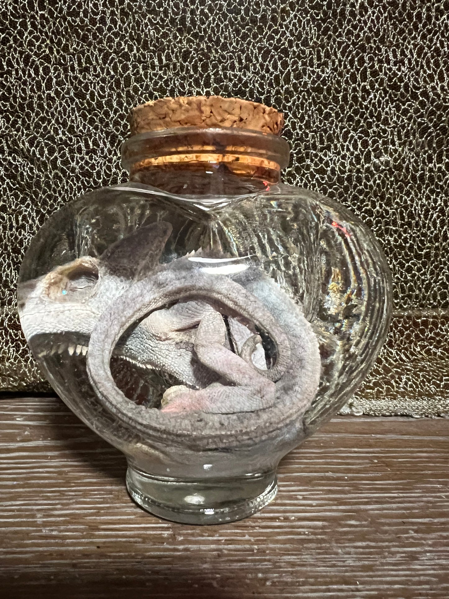 Veiled chameleon fully fixed wet specimen snow globe