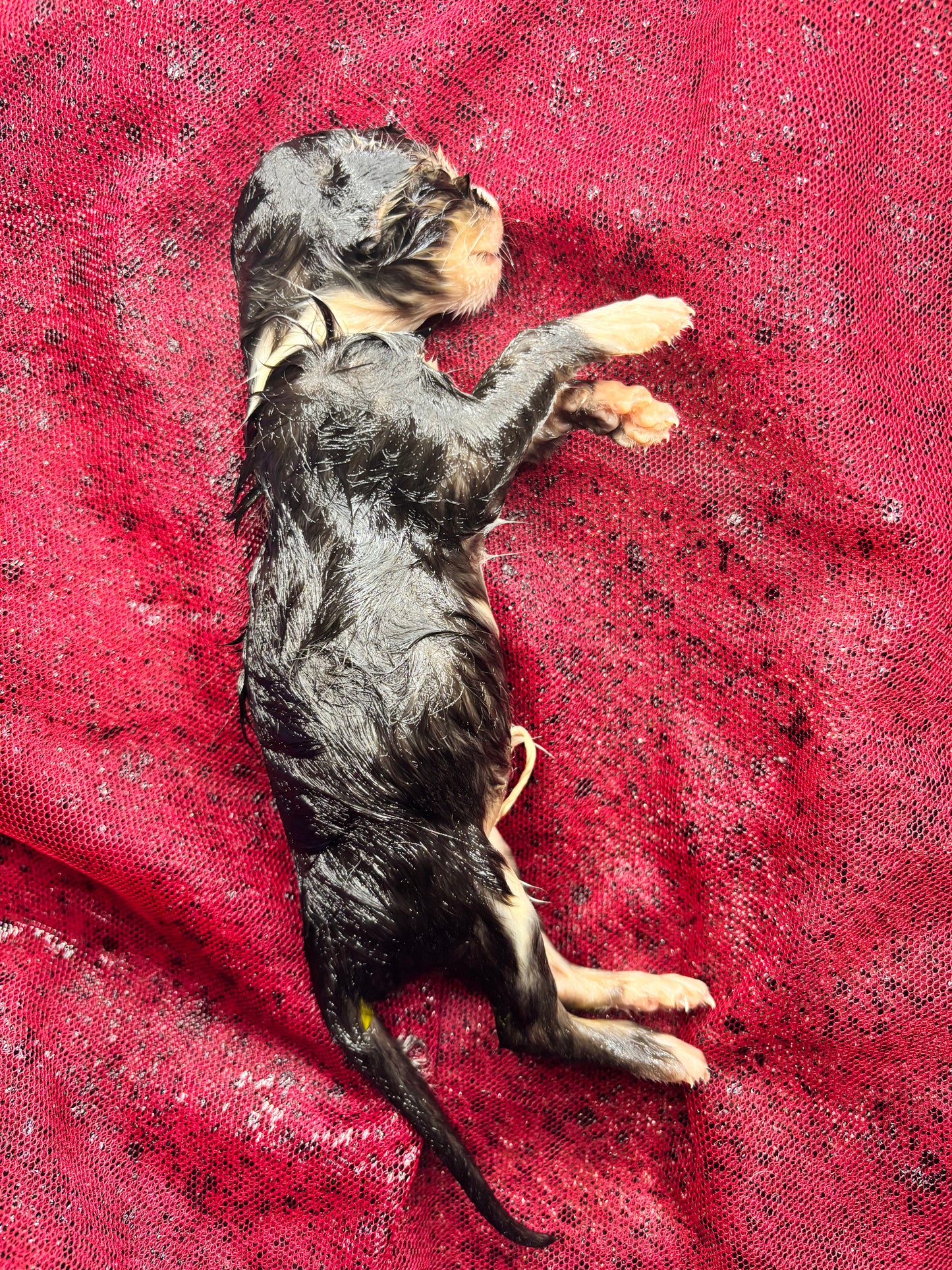 Baby calico kitten fully fixed wet specimen