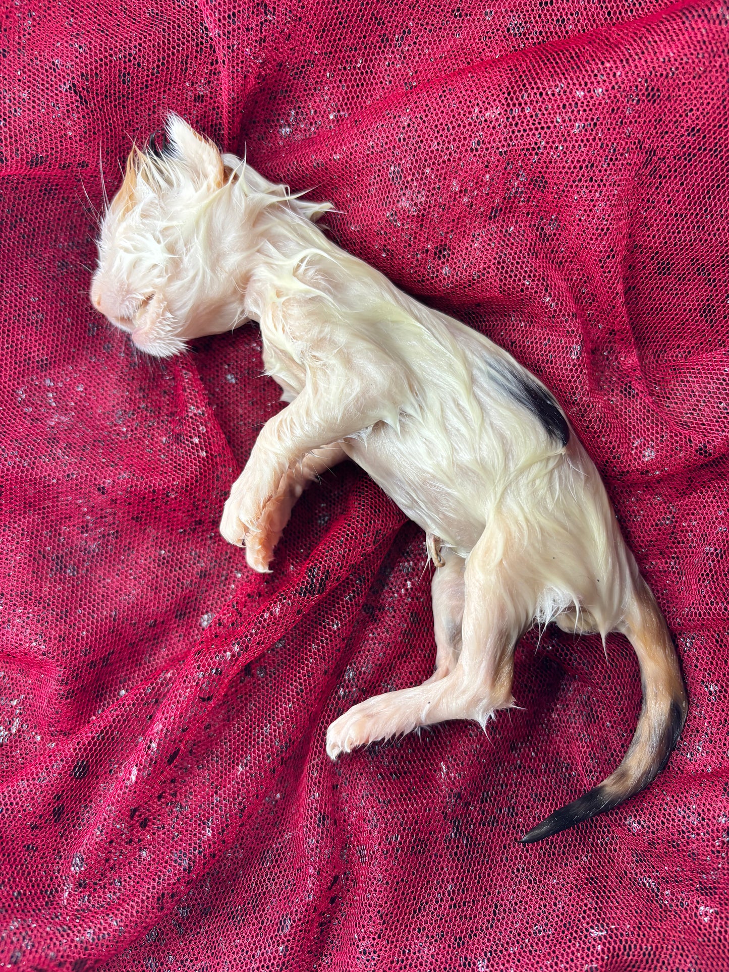 Baby calico kitten fully fixed wet specimen