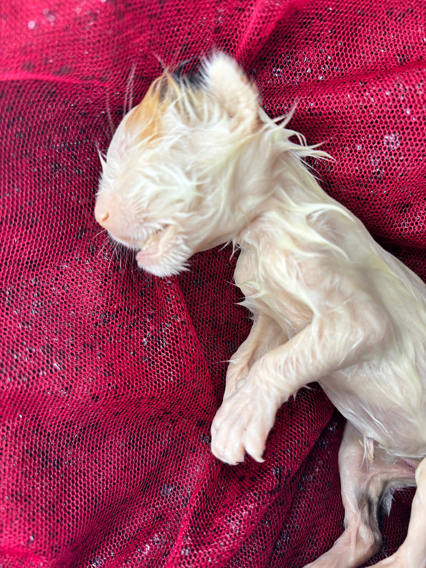 Baby calico kitten fully fixed wet specimen