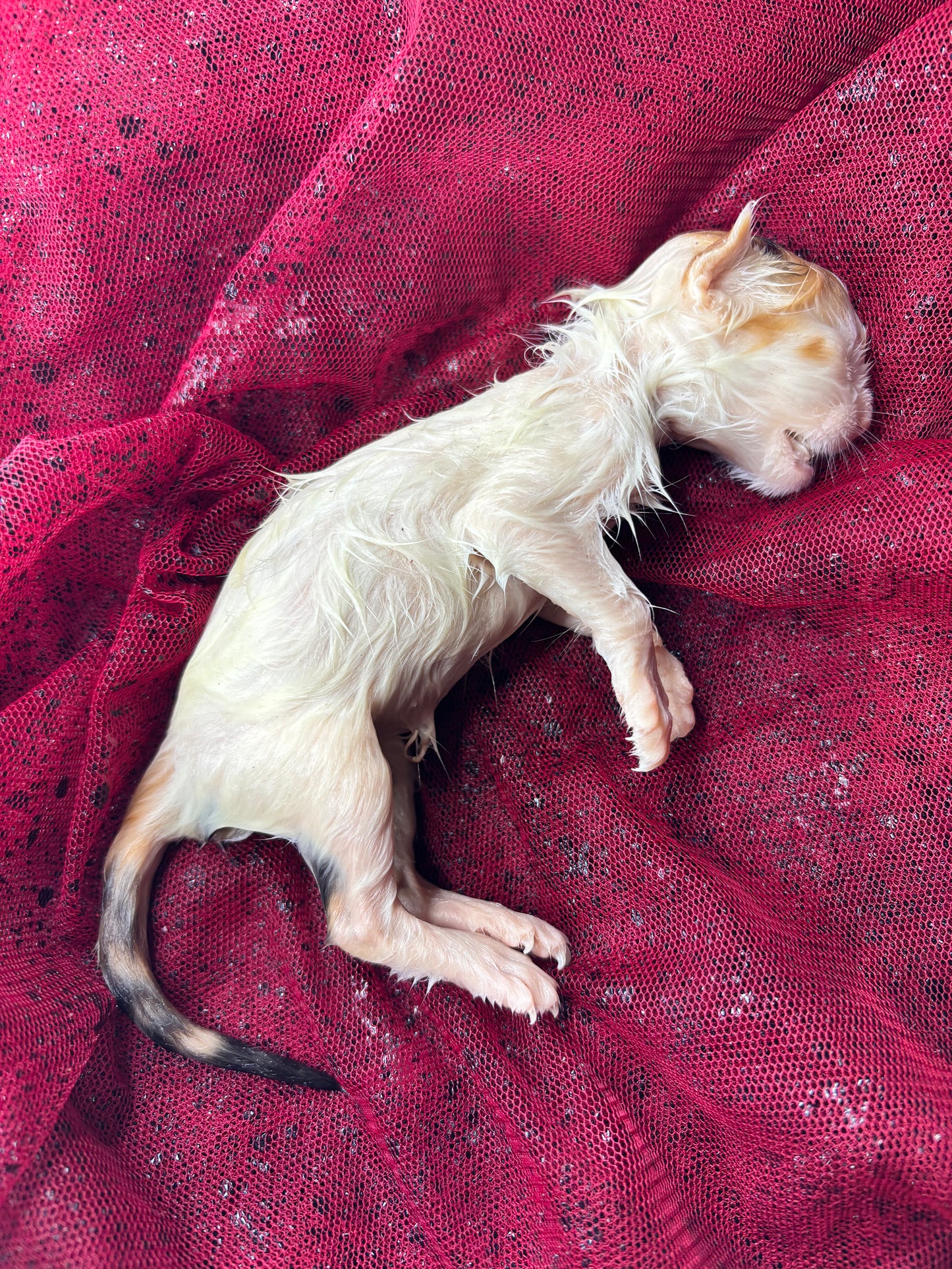 Baby calico kitten fully fixed wet specimen