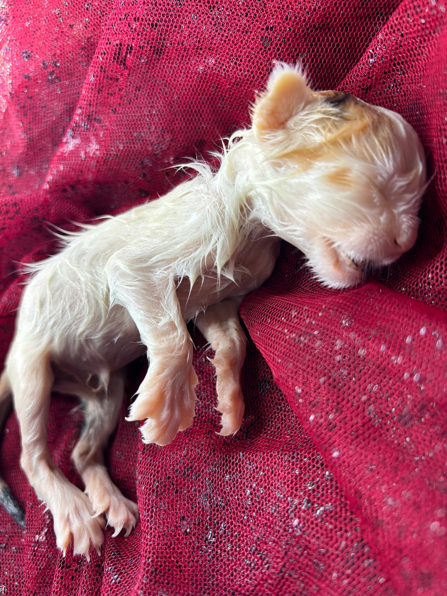 Baby calico kitten fully fixed wet specimen